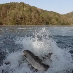 フィッシングレイクたかみや 釣果