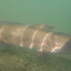 フィッシングレイクたかみや 釣果