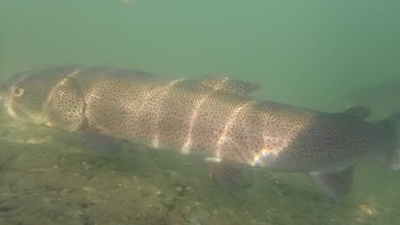 フィッシングレイクたかみや 釣果