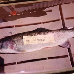 フィッシングレイクたかみや 釣果