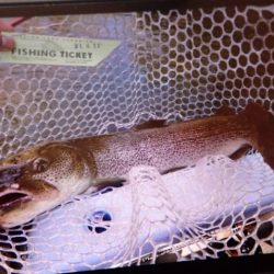 フィッシングレイクたかみや 釣果