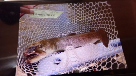 フィッシングレイクたかみや 釣果