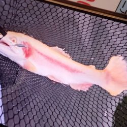 フィッシングレイクたかみや 釣果