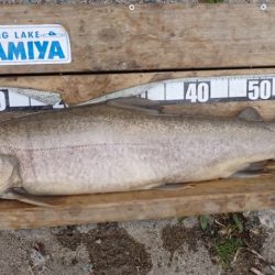 フィッシングレイクたかみや 釣果