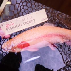 フィッシングレイクたかみや 釣果