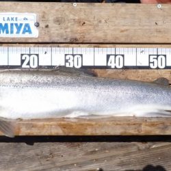 フィッシングレイクたかみや 釣果