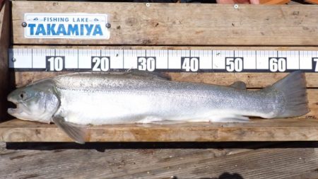 フィッシングレイクたかみや 釣果