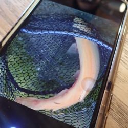 フィッシングレイクたかみや 釣果