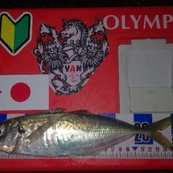 アジング練習　266