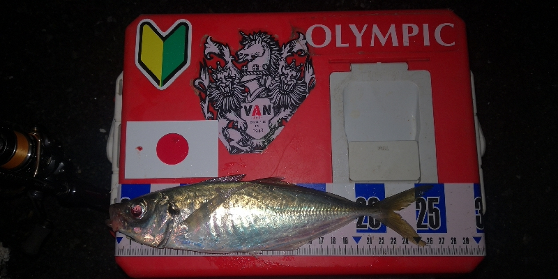 アジング練習　266