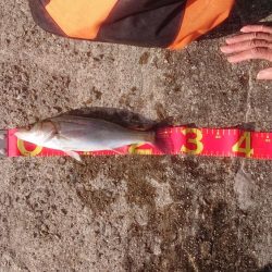 夢フィッシング