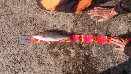 夢フィッシング