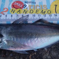 釣りデビュー　119日目