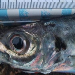 釣りデビュー　119日目