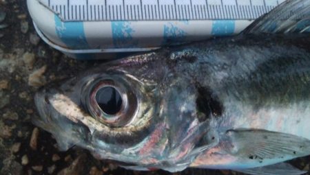 釣りデビュー　119日目