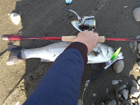 リバーシーバス