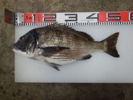 のとじま臨海公園海づりセンター 釣果