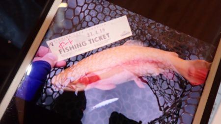 フィッシングレイクたかみや 釣果