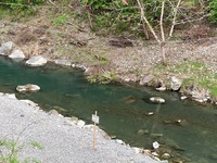 秩父フライフィールド 釣果