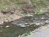 秩父フライフィールド 釣果