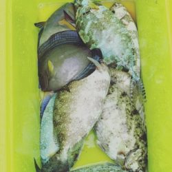 本部釣りイカダ 釣果