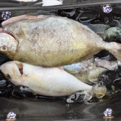 本部釣りイカダ 釣果