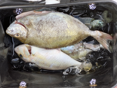 本部釣りイカダ 釣果