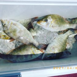 本部釣りイカダ 釣果