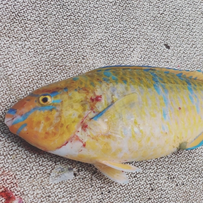 本部釣りイカダ 釣果