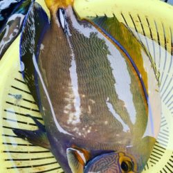 本部釣りイカダ 釣果