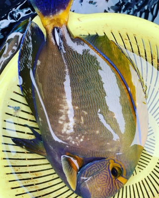 本部釣りイカダ 釣果