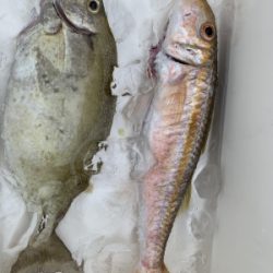 本部釣りイカダ 釣果