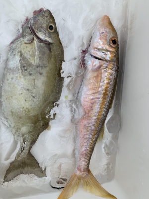 本部釣りイカダ 釣果