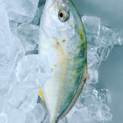 本部釣りイカダ 釣果