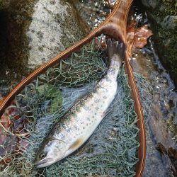 会津大川(会津非出資漁業協同組合) 釣果