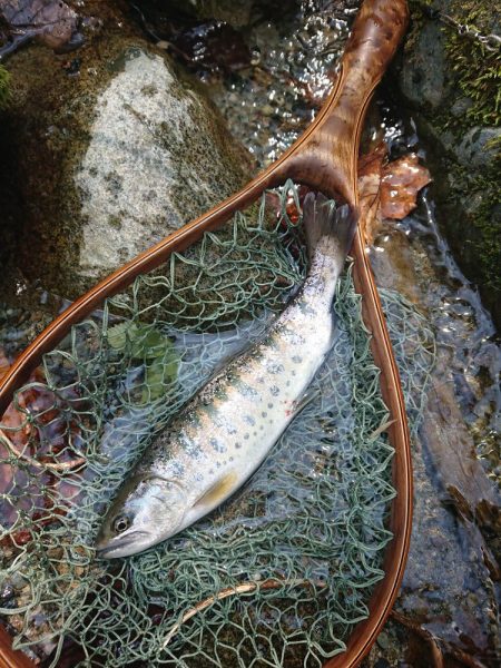 会津大川（会津非出資漁業協同組合） 釣果