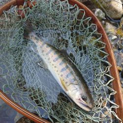 会津大川(会津非出資漁業協同組合) 釣果