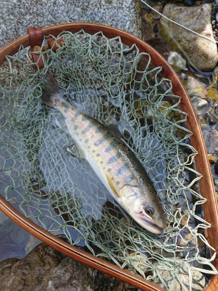 会津大川(会津非出資漁業協同組合) 釣果