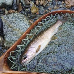 会津大川(会津非出資漁業協同組合) 釣果