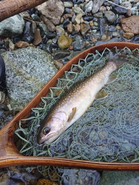 会津大川(会津非出資漁業協同組合) 釣果