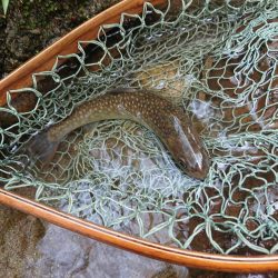 会津大川(会津非出資漁業協同組合) 釣果