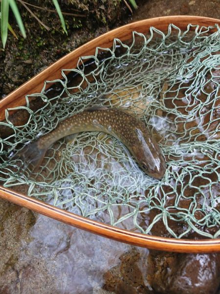 会津大川(会津非出資漁業協同組合) 釣果