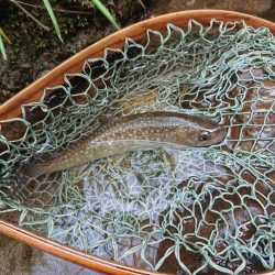 会津大川(会津非出資漁業協同組合) 釣果