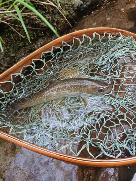 会津大川(会津非出資漁業協同組合) 釣果