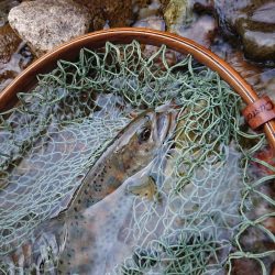 会津大川(会津非出資漁業協同組合) 釣果