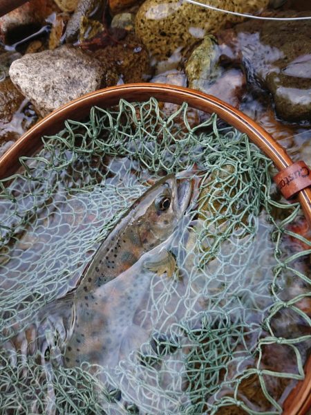 会津大川(会津非出資漁業協同組合) 釣果