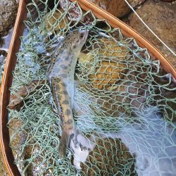 会津大川(会津非出資漁業協同組合) 釣果