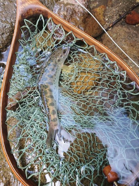 会津大川（会津非出資漁業協同組合） 釣果