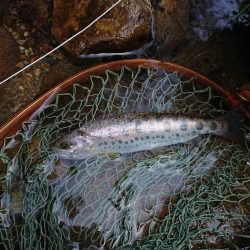 会津大川(会津非出資漁業協同組合) 釣果