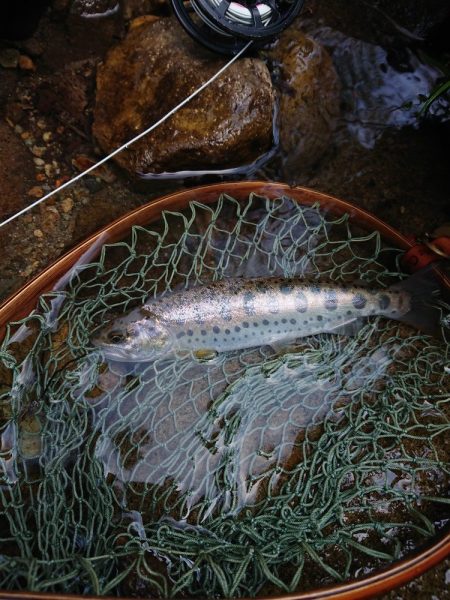 会津大川(会津非出資漁業協同組合) 釣果